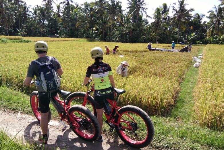 Vendo os campos de arroz de Bali