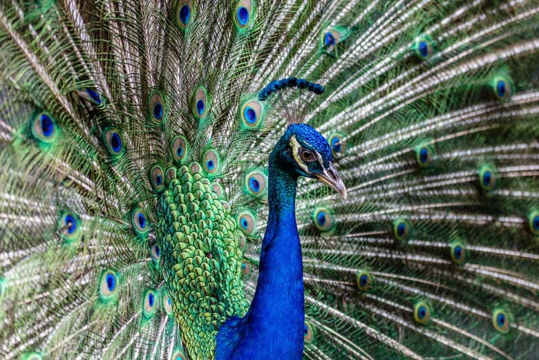 Pavão do Bali Bird Park