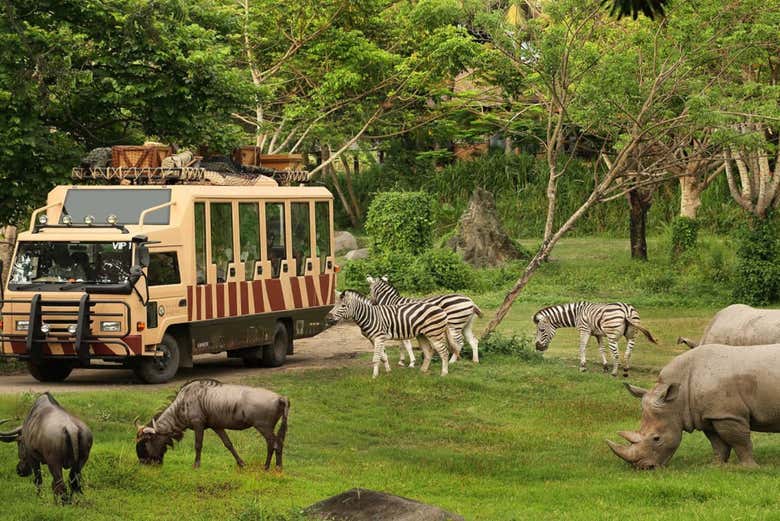Animais no seu habitat natural