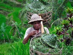 Agricultor em sua lida