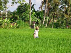 Arredores de Ubud