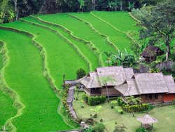 Campo de arroz em Bali
