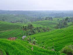 Campos de arroz em Bali: terraços escalonados