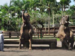 Espetáculo de elefantes no Elephant Safari Park Lodge