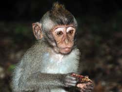Monkey Forest, pequeno macaco