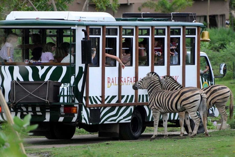 Viagem a bordo do veículo do Safari Park