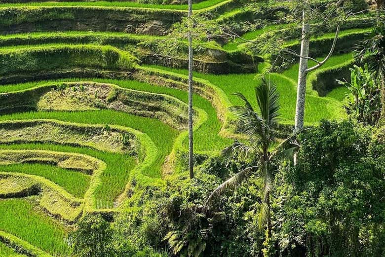 Maravilhe-se com a natureza de Bali