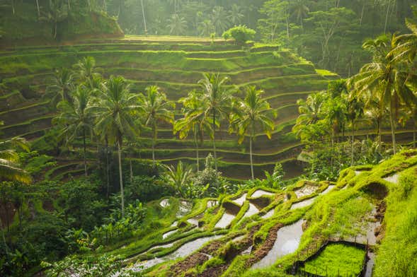 Tour privado por Ubud, Goa Gajah e centro de Bali